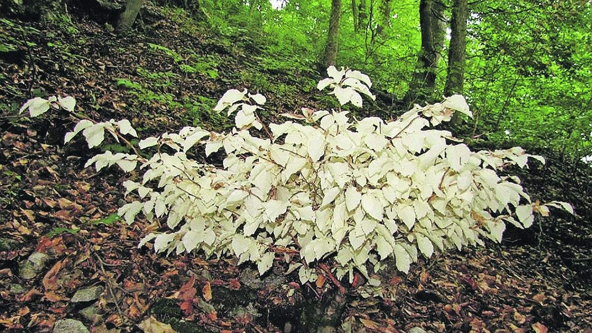 Tajemný buk albín v Moravském krase: 30 let bez fotosyntézy a stále roste